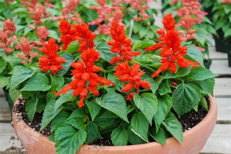 watering salvia in containers using moisture meter|red salvia plant.